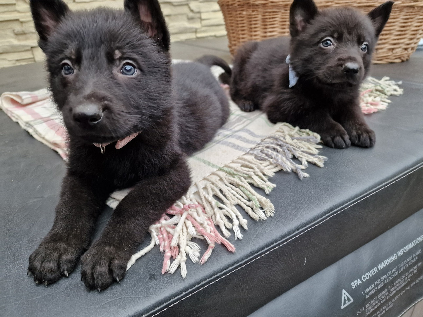 Yoga with Puppies / Štúdio Dali