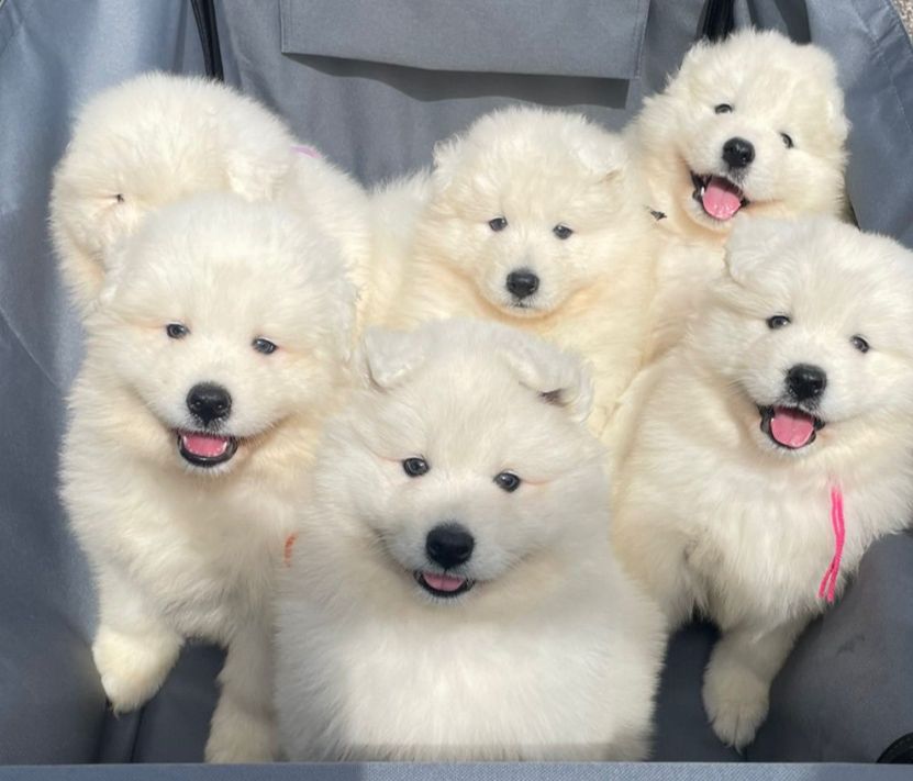 Yoga with Puppies / Studio Dali