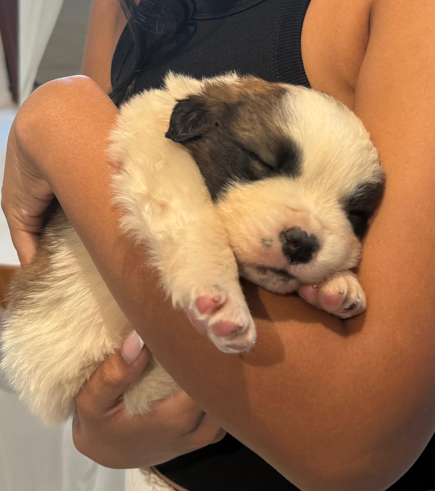 Puppy Yoga / Studio Dali