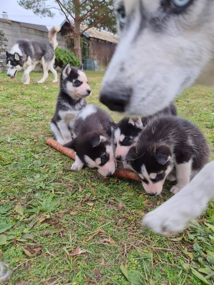 Yoga with Puppies / Studio Dali