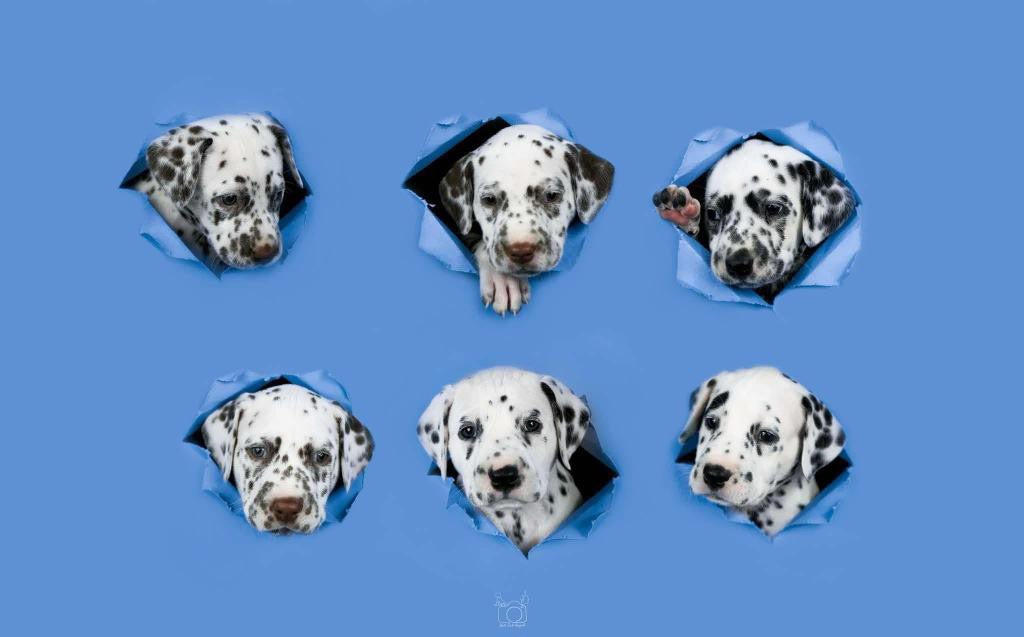 Yoga with Puppies / Studio Dali