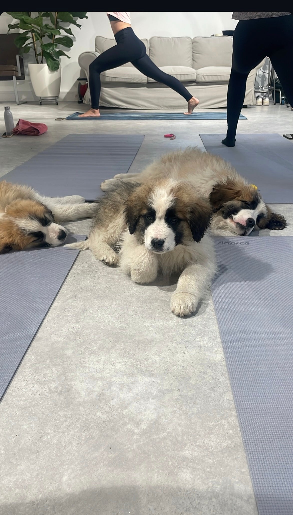 Puppy Yoga / Studio Dali