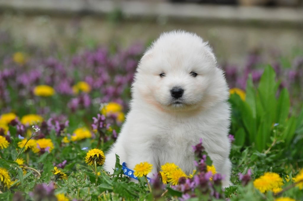 Yoga with Puppies / Studio Dali