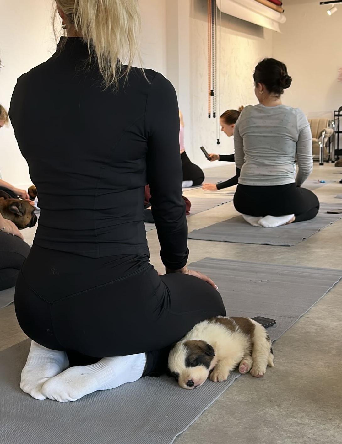 Puppy Yoga / Studio Dali