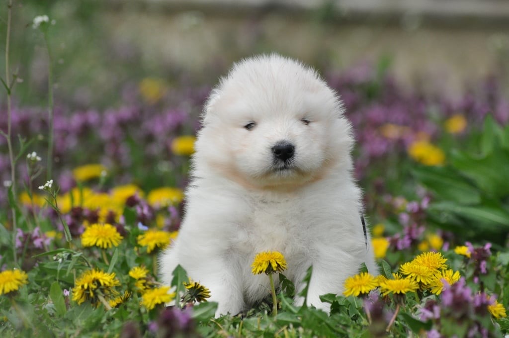 Yoga with Puppies / Studio Dali