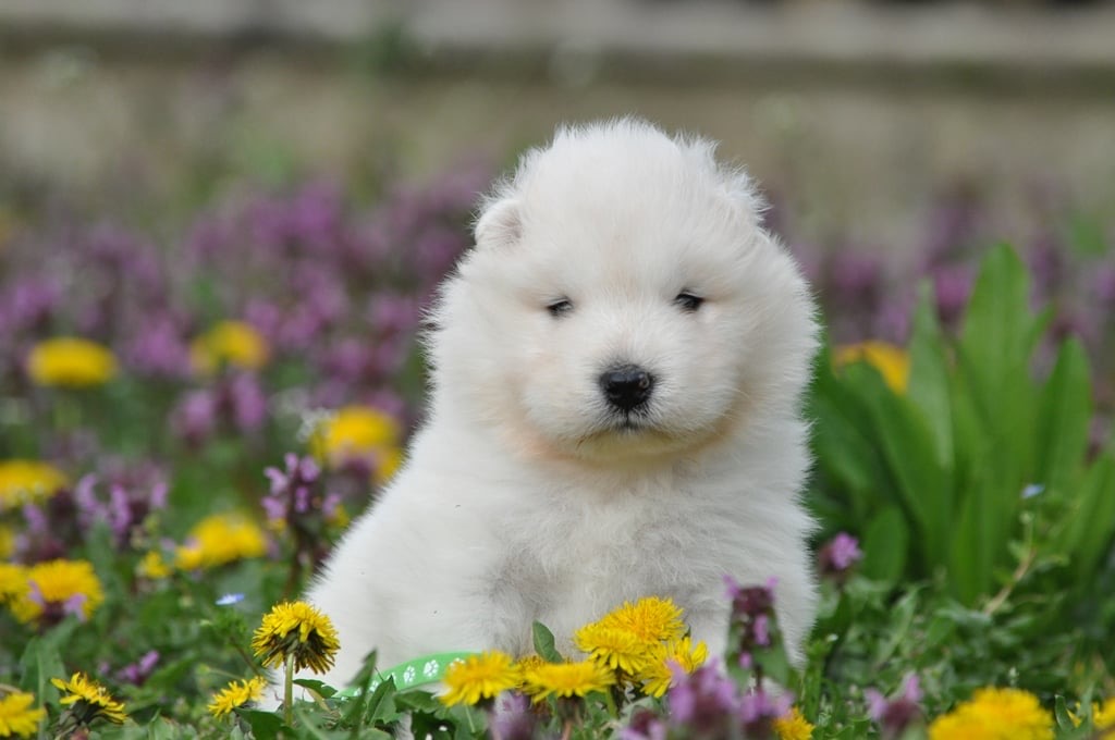 Yoga with Puppies / Studio Dali