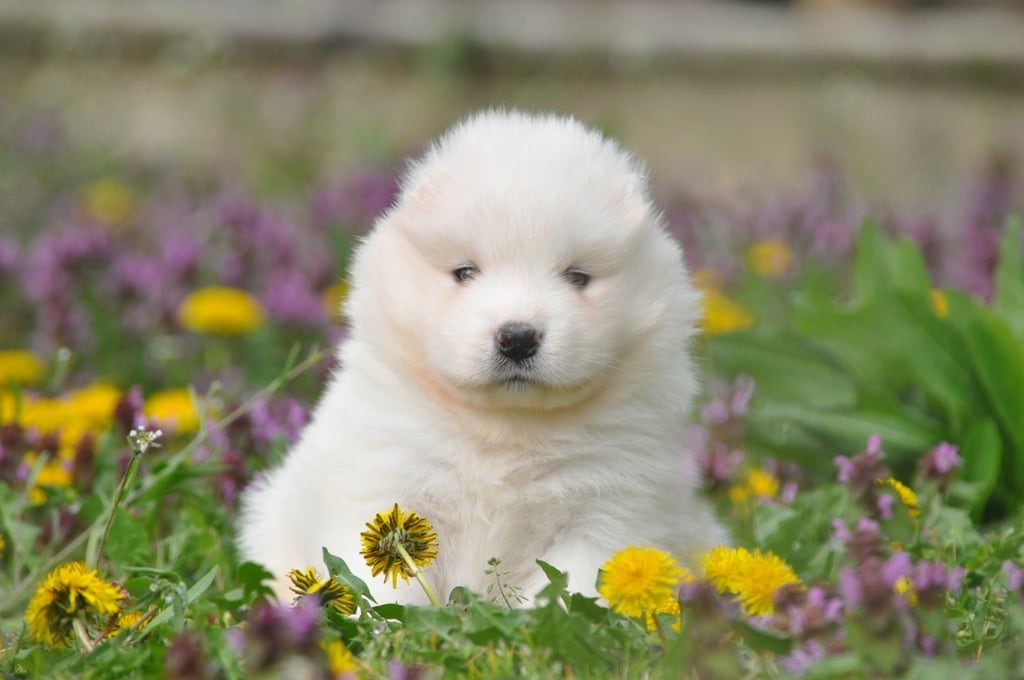 Yoga with Puppies / Studio Dali