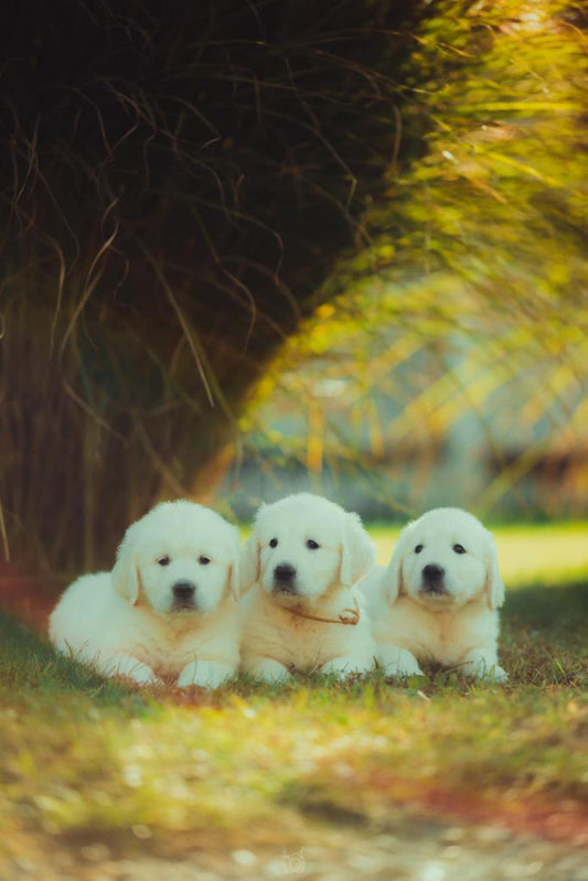 Yoga with Puppies / Studio Dali