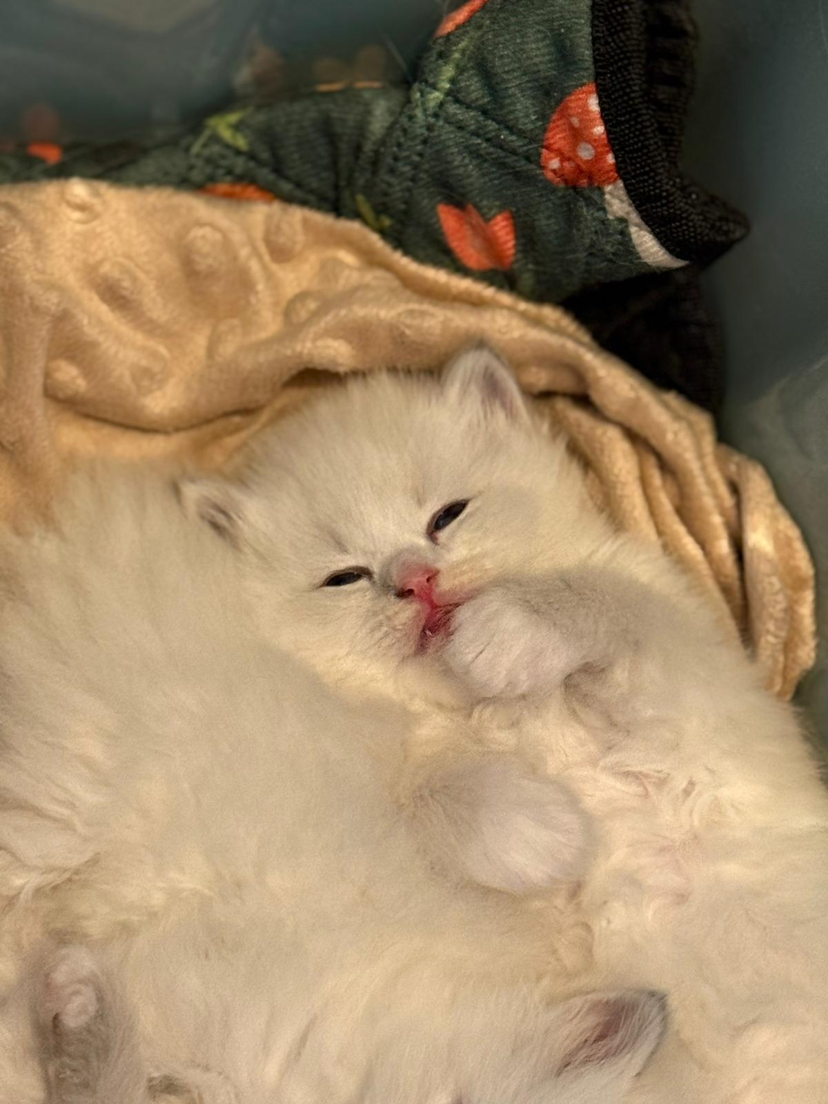 Yoga with cats / Studio Dali