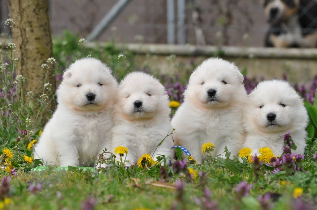 Yoga with Puppies / Studio Dali