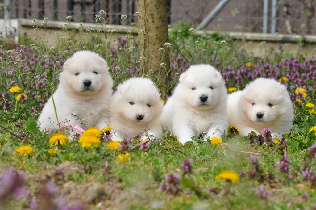 Yoga with Puppies / Studio Dali