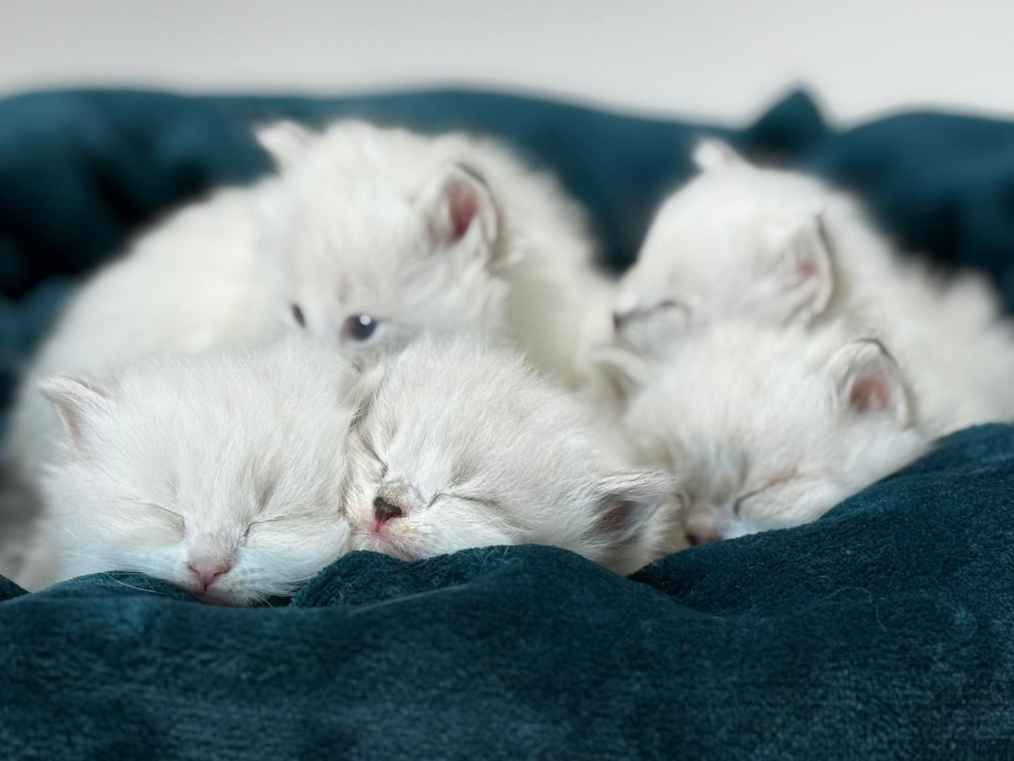 Yoga with cats / Studio Dali