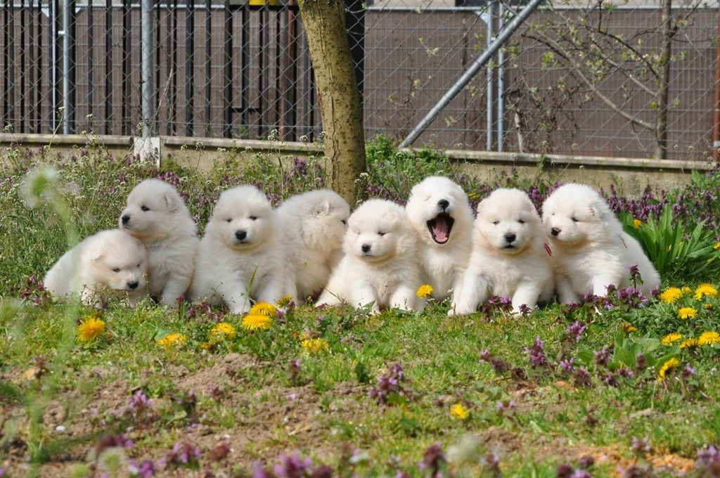 Yoga with Puppies / Studio Dali