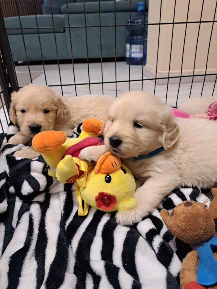 Yoga with Puppies / Studio Dali