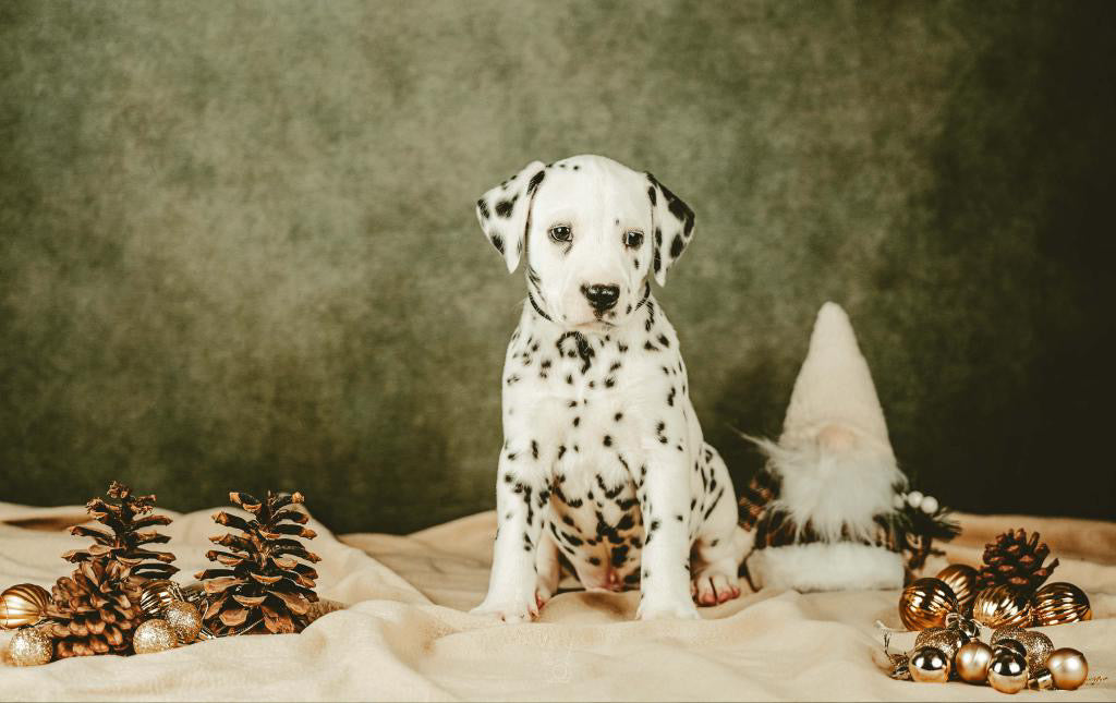 Yoga with Puppies / Studio Dali