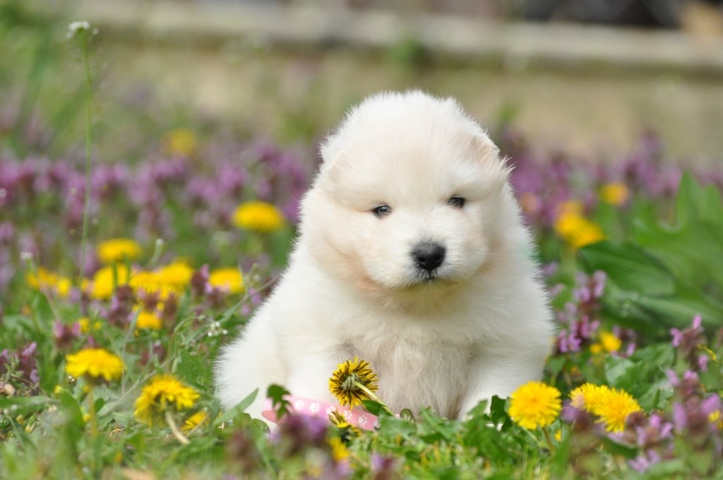 Yoga with Puppies / Studio Dali