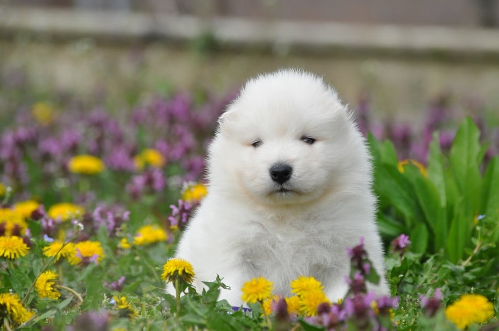 Yoga with Puppies / Studio Dali