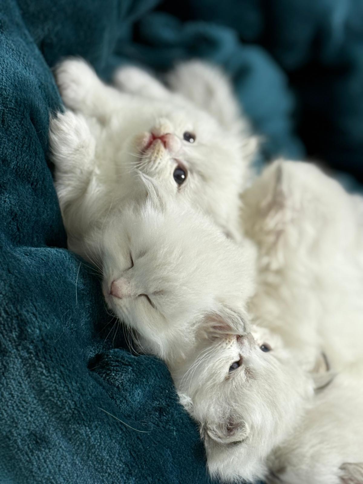 Yoga with cats / Studio Dali