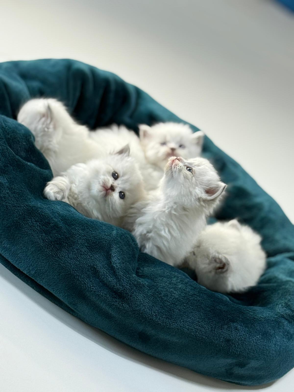 Yoga with cats / Studio Dali