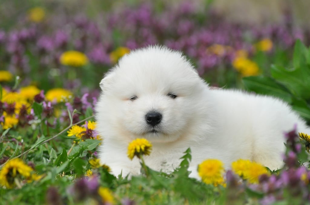 Yoga with Puppies / Studio Dali