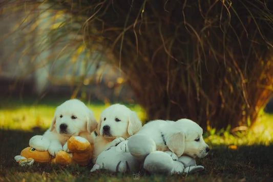 Yoga with Puppies / Štúdio Dali