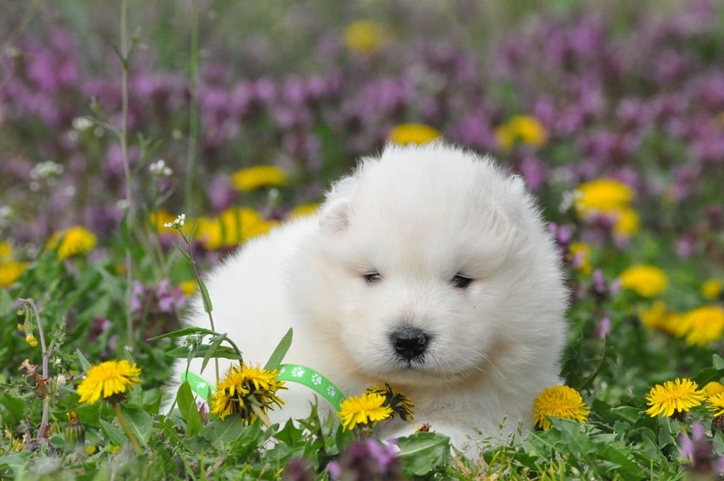 Yoga with Puppies / Studio Dali