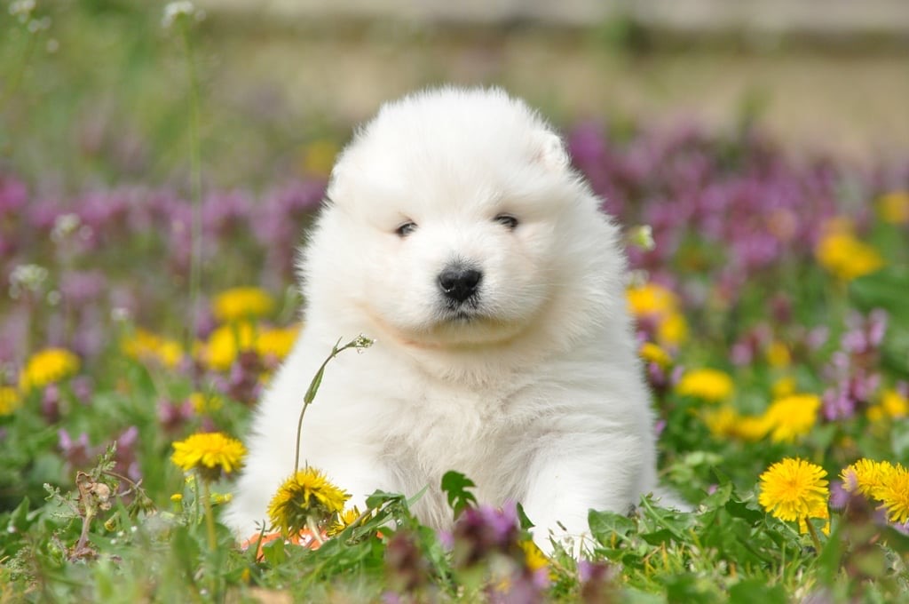 Yoga with Puppies / Studio Dali