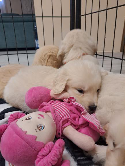 Yoga with Puppies / Studio Dali