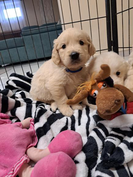Yoga with Puppies / Studio Dali