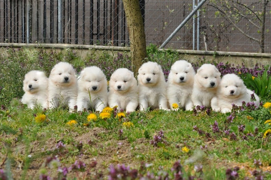 Yoga with Puppies / Studio Dali