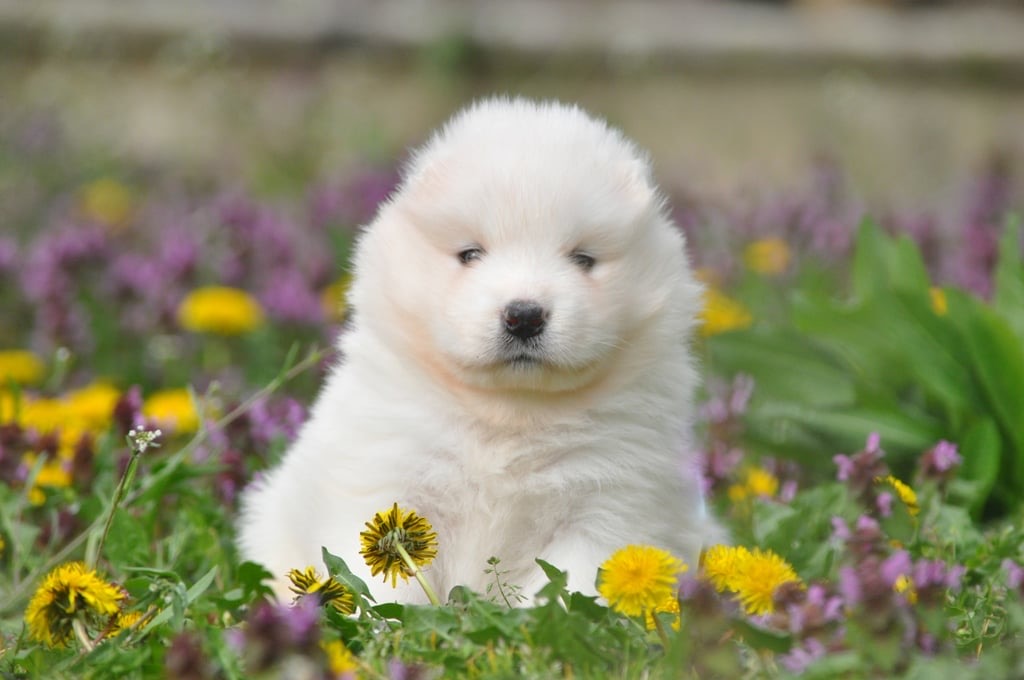 Yoga with Puppies / Studio Dali