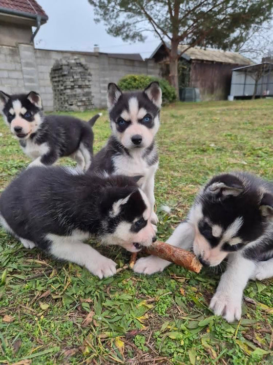 Yoga with Puppies / Studio Dali