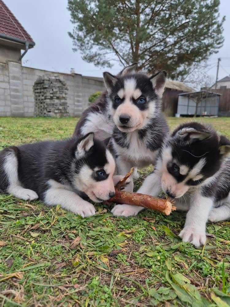 Yoga with Puppies / Studio Dali