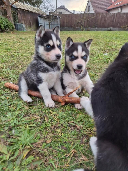 Yoga with Puppies / Studio Dali