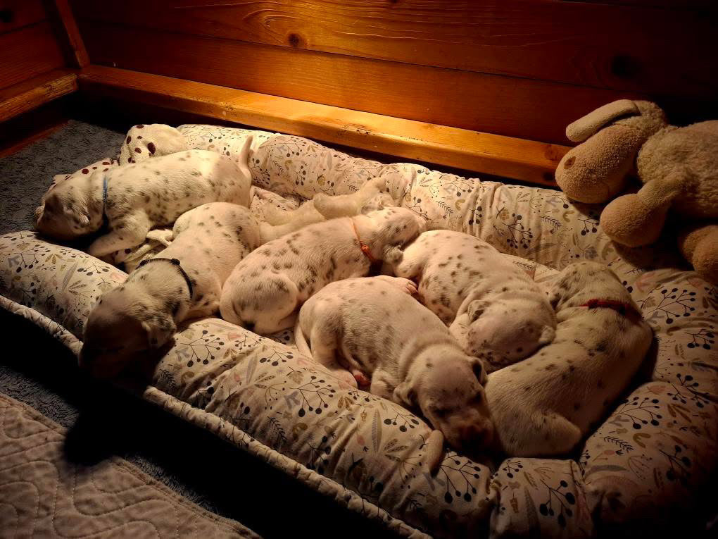 Yoga with Puppies / Studio Dali