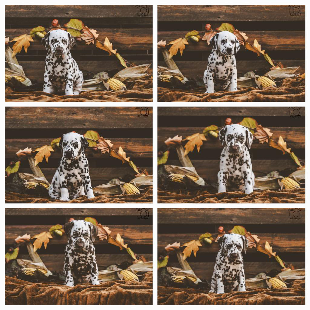 Yoga with Puppies / Studio Dali