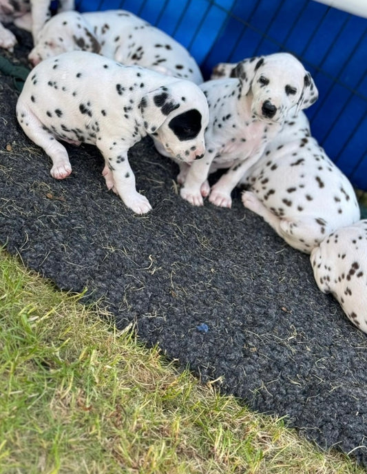 Puppy Yoga / Studio Dali