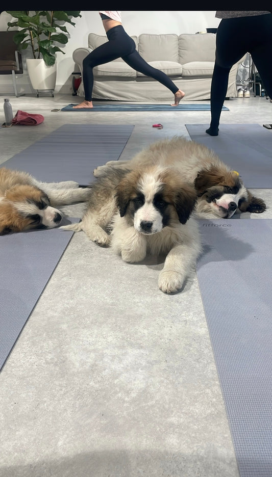 Puppy Yoga / Studio Dali