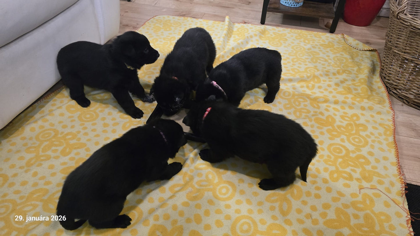 Yoga with Puppies / Štúdio Dali