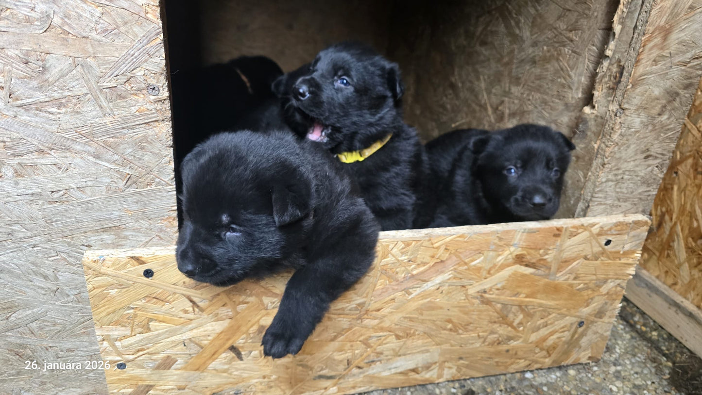 Yoga with Puppies / Štúdio Dali