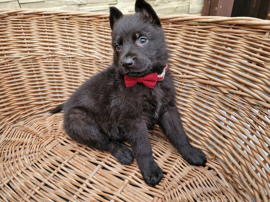 Yoga with Puppies / Studio Dali
