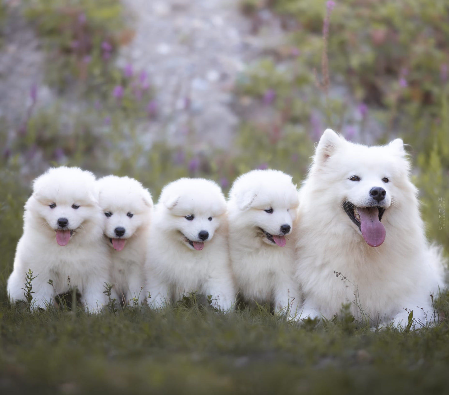 Yoga with Puppies / Studio Dali